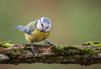 Blue tit on a branch
