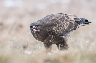 Common buzzard