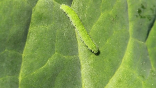 Raupe von einem Kleinen Kohlwei&szlig;ling