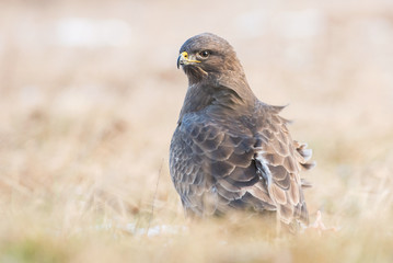 Common buzzard