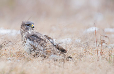 Common buzzard