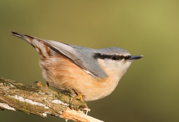 Nuthatch (Sitta europaea)