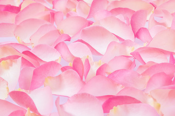 Rose petals background