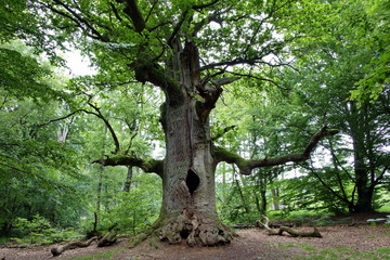 Fototapeta na wymiar Baum im Wald