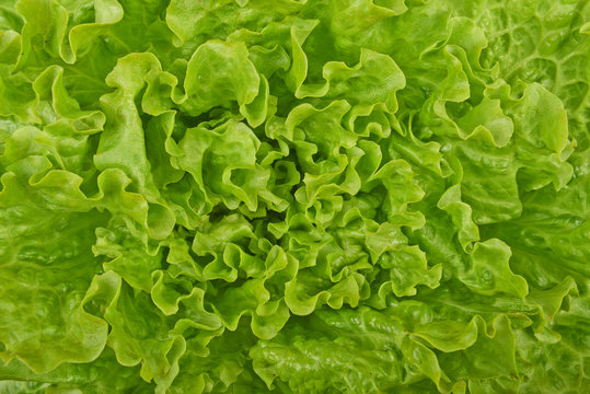 Fresh green lettuce,  background.