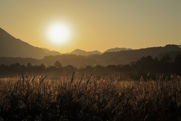 Obraz premium 朝日を浴びるススキ