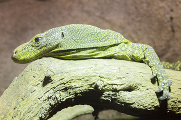 dangerous reptile Komodo Dragon Varanus komodoensis