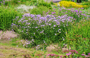 background of different meadow and garden flowers