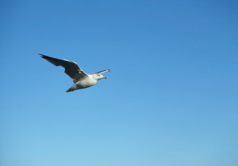 seagull