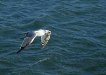 seagull