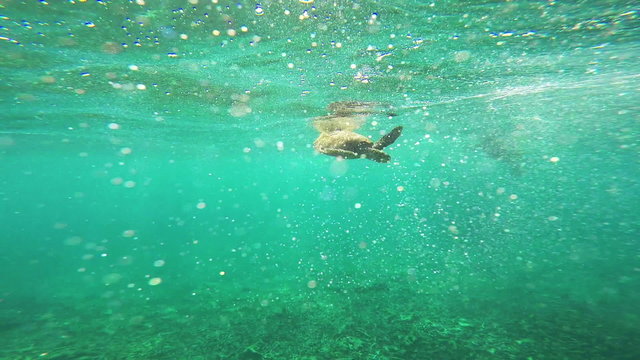 sea turtle swimming in Indian ocean in Seychelles
