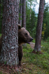 Brown bear poking head around tree