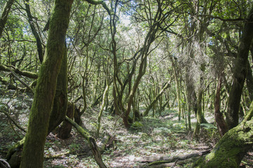 lush forest of the Gomera