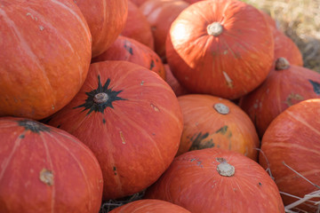 Pumpkins in farm