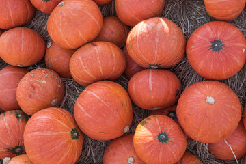 Pumpkins in farm