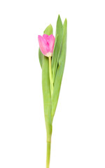 magenta tulip