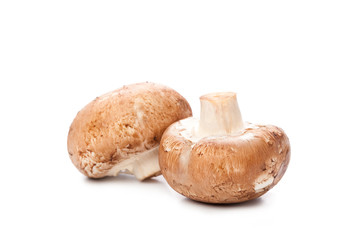 mushroom on white
