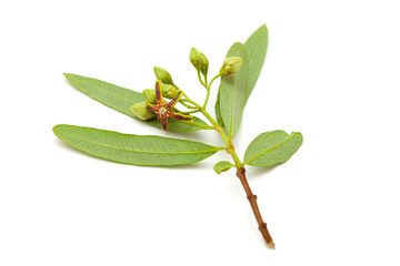 Obraz premium dogbane Periploca Laevigata