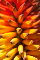 Obraz premium orange and yellow aloe flowering spike