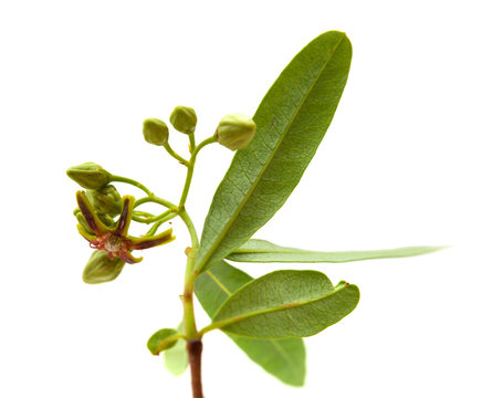 Dogbane Periploca Laevigata