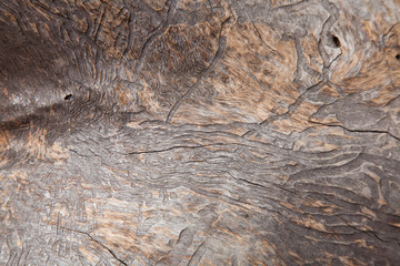 Bark beetle patterns on a dead eucalyptus