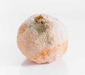 Tangerine with mold