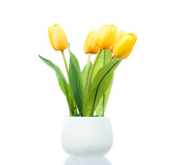 Yellow tulips in brown pot isolated