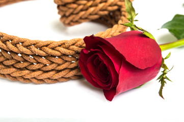 Belt with rose on white background