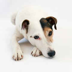 Jack Russell Terrier isolated on a white background