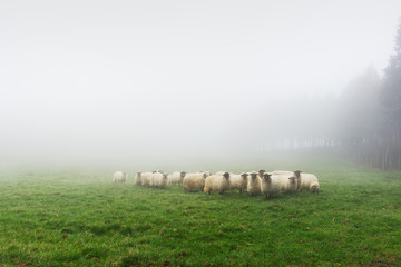 flock of sheep on foggy day