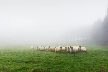 Photo sur Aluminium Moutons troupeau de moutons le jour brumeux