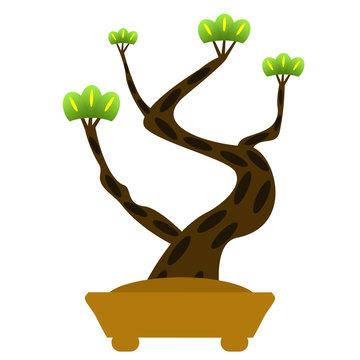 松の木の盆栽