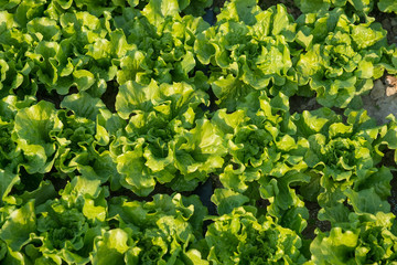 lettuce plant in field