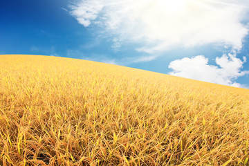 Fototapeta premium Rice field scene
