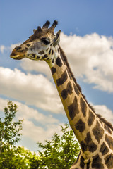 Giraffe