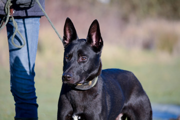 German Shepherd Lurcher Crossbreed dog portrait