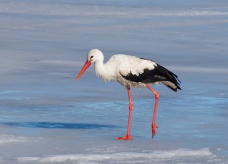 White Stork in the middle of the european winter (11 jan. 2015)