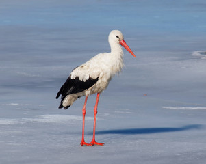White Stork in the middle of the european winter (11 jan. 2015)