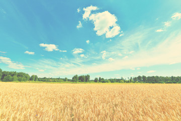 Fototapeta premium Summer landscape