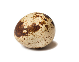 One quail egg. Isolated on white