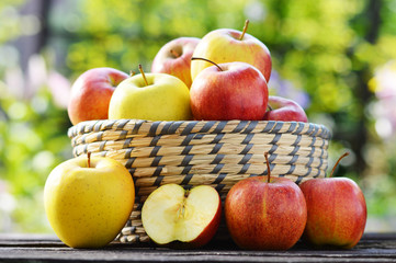 Organic apples in the garden. Balanced diet