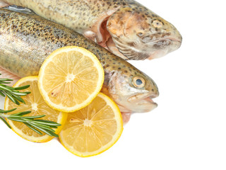 Trout fish with lemon isolated on white background on white back