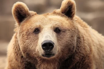 Möbelaufkleber wild brown bear © erllre