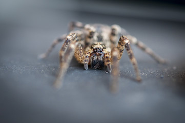 Araignée