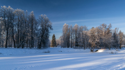 Winter trees in the park