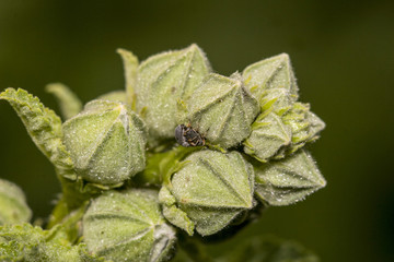 Pąki kwiatów © Andrzej