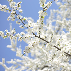 apple tree with many flowers