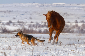 Dog and horse play in winter field