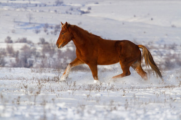 Beautiful horse trotting in winter snow