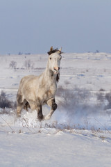 Beautiful horse run in winter snow field